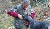 Dogs Truffle Hunting