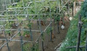 Garden Ravello