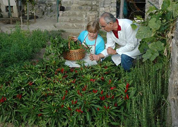 Organic Garden Herbs