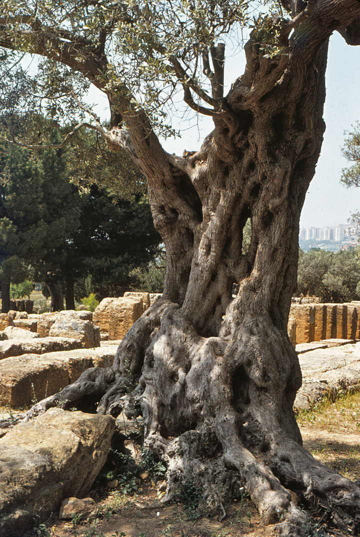 old_olive_tree_sicily.jpg