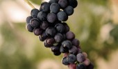 Chianti Grapes