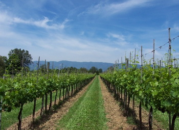 Chianti Wine & Castles Tour Chianti Wine & Castles Tour